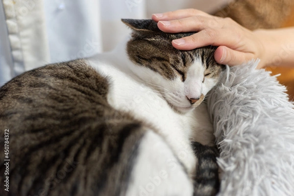 Fototapeta 猫と暮らす　キジトラ白