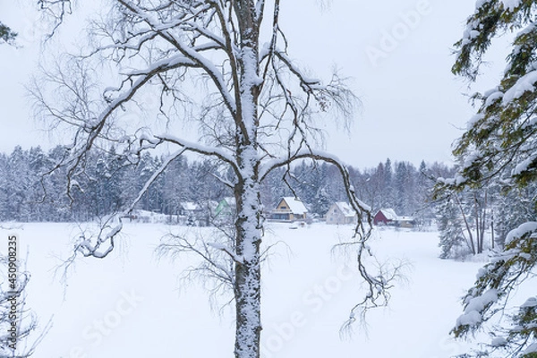 Fototapeta Winter woods on the bank of frozen lake, snowy mood. Cloudy day.