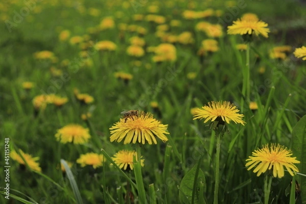 Fototapeta Beautiful flowers of yellow dandelions in nature in warm summer or spring on a meadow in sunlight, macro. Artistic image of the beauty of nature. Great focus.