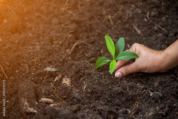 Fototapeta Hands of the farmer are planting the seedlings into the soil