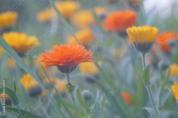 Fototapeta Photo of calendula flowers on the background of a meadow and other calendula plants. Rich colors from yellow to red on a green background.