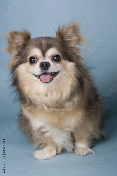 Fototapeta chihuahua on blue background