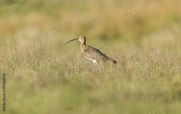 Fototapeta Eurasian Curlew, Scientific name: Numenius arquata.  Adult Curlew calling in natural moorland habitat in the Yorkshire Dales, UK.  Facing left.   Horizontal.  Space for copy.