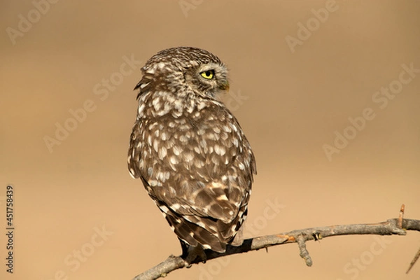 Fototapeta Little owl on his favorite perch in the last evening lights of a summer day