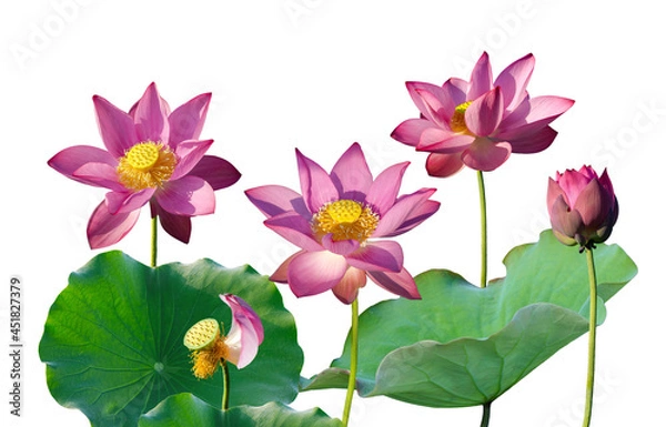 Fototapeta Beautiful pink lotus flower isolate is on white background	