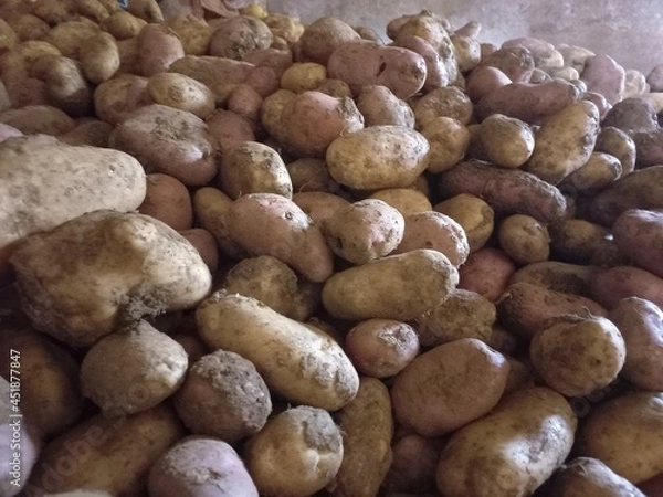 Fototapeta Close shot of a heap of potatoes 