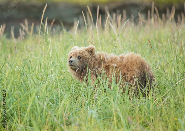 Fototapeta Alaskan Coastal Brown Bear