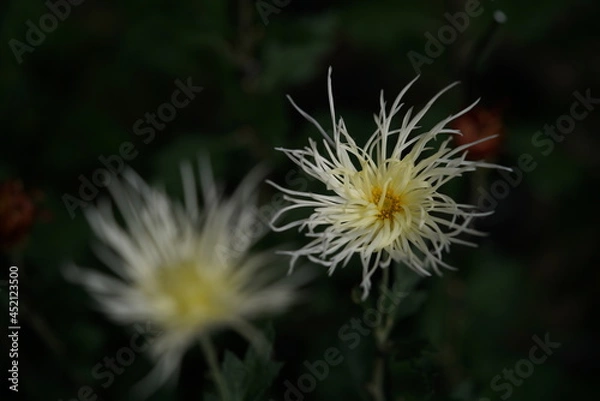 Obraz Light Cream flowers of Chrysanthemum 'Edo Giku' in full bloom
