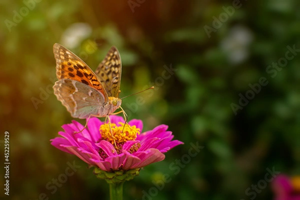 Fototapeta Butterfly Vanessa is orange on a pink flower in the sunlight. Macrophotography of wildlife. The butterfly pollinates the flowers of purple zinnia. In the evening, bright rays of the sun.