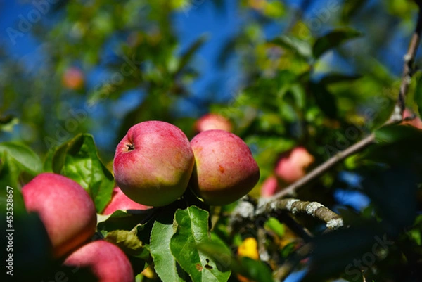 Fototapeta ripe red apples on the branches of trees in green foliage