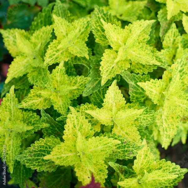 Obraz Coleus plant. A mixture of colors. Colorful leaves. Different varieties of coleus.