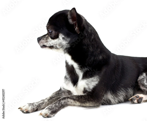 Fototapeta Dog ( chihuahua ) ,isolated