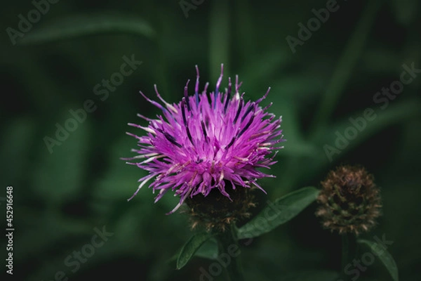 Fototapeta A thistle blooming along the shores of Derwentwater in the Lake District.