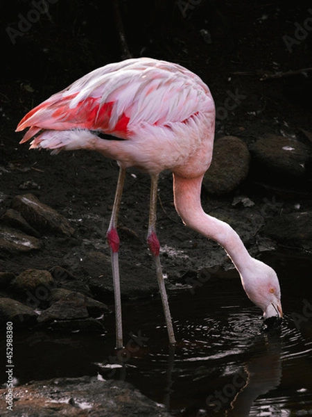 Fototapeta Flamingo é uma ave pertencente à família Phoenicopteridae da ordem Phoenicopteriformes no zoológico de Gramado.