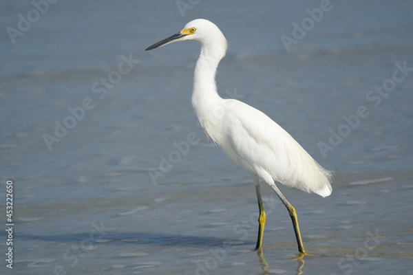 Fototapeta Snowy Egret on the beach