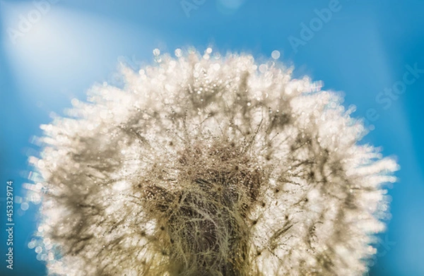 Fototapeta Macro view of common dandelion. Taraxacum officinale.