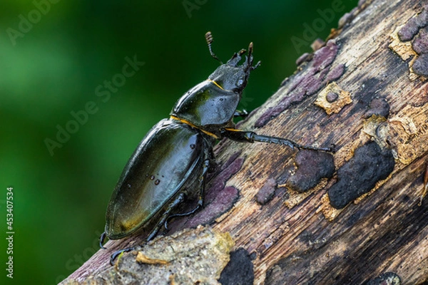 Obraz Hirschkäfer (Lucanus cervus) Weibchen