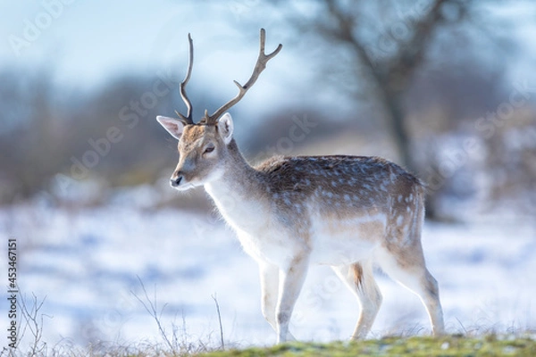 Fototapeta Fallow deer stag Dama Dama foraging in Winter forest snow