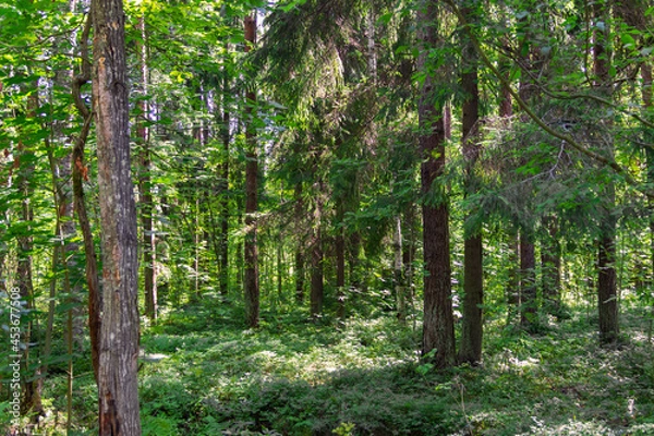 Fototapeta Mixed coniferous-deciduous forest on a sunny summer day.