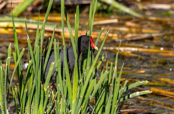 Fototapeta Common Moorhen Peeking Out From the Reeds