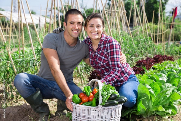 Fototapeta Positive young family couple with harvest of vegetables in garden