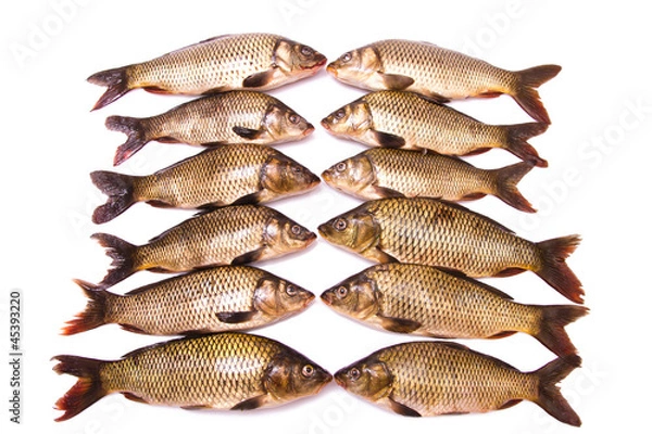 Fototapeta Twelve fresh carps