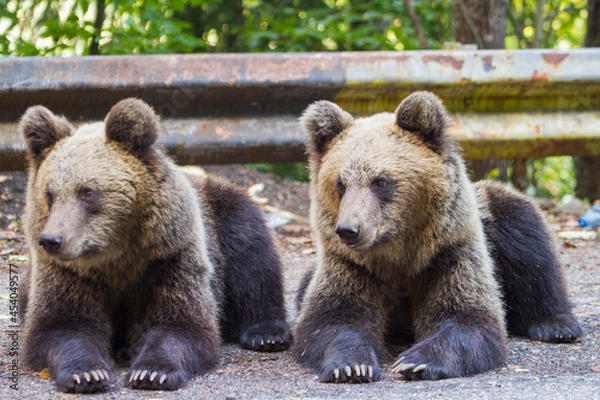 Fototapeta Young bears