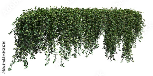 Fototapeta Climbing plants creepers isolated on white background 3d illustration