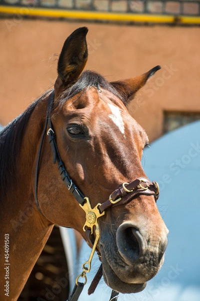 Fototapeta portrait of a horse