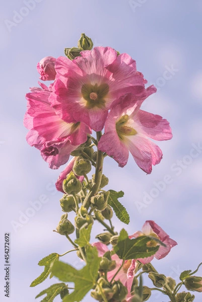 Fototapeta Rosa Stockrose