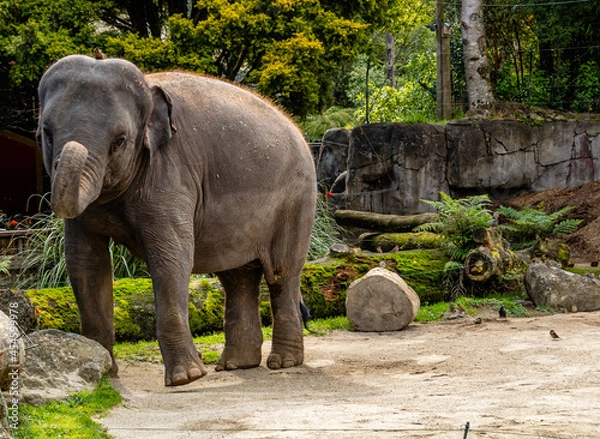 Fototapeta Aisian elephant walking in it's yard. Auckland Zoo, Auckland, New Zealand