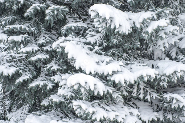 Fototapeta Snow lies on the branches of the fir