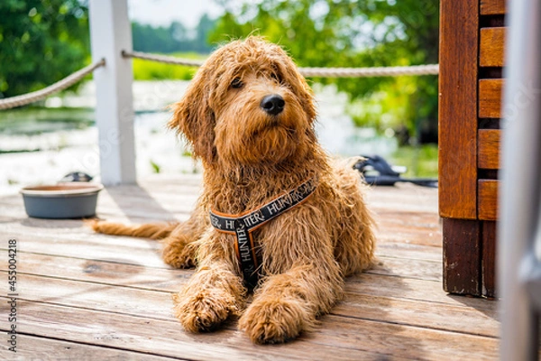 Fototapeta wet golden doodle dog on a boat