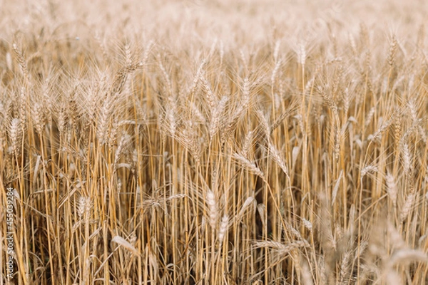 Fototapeta golden wheat field and blue sky