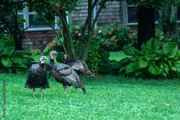 Fototapeta Wild Turkeys on lawn