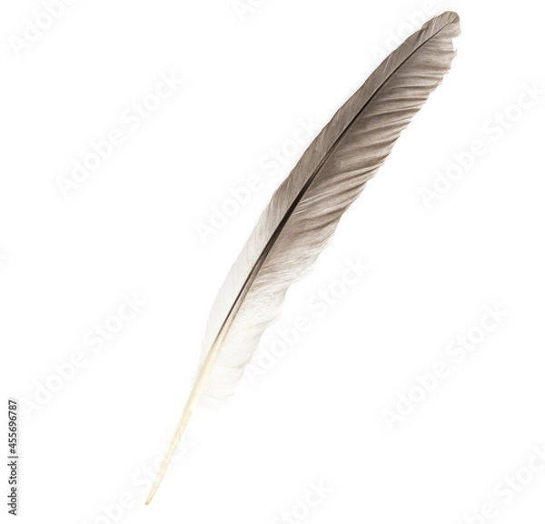 Fototapeta Natural bird feathers isolated on a white background. Big goose feathers.