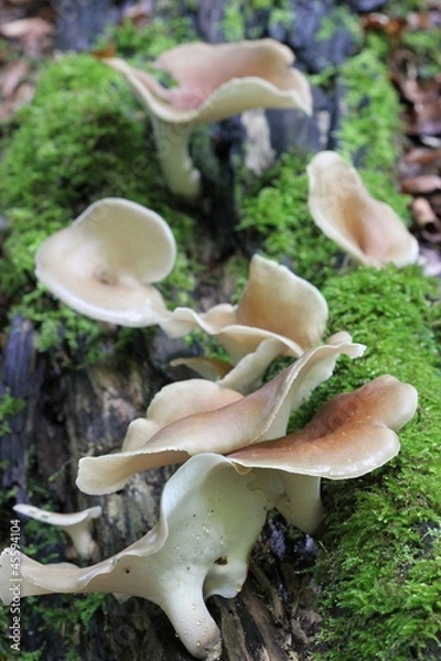 Fototapeta Polyporus badius (Schwarzroter Stielporling)