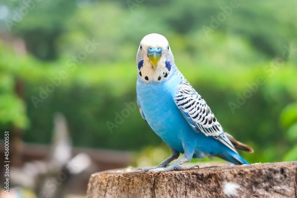 Fototapeta Blue bird is standing on the tree.