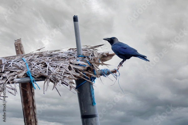 Fototapeta crow in top of roof