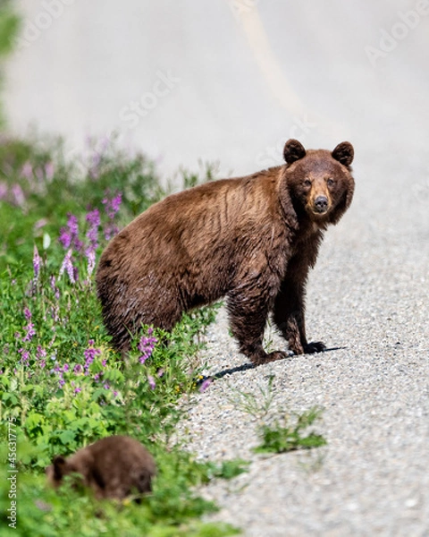 Fototapeta Momma bear with cub, baby seen in Yukon Territory during summer time with purple flowers and greenery surrounding road, highway. 