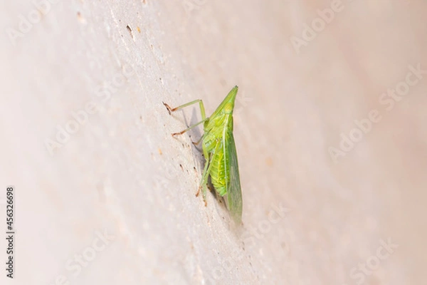 Fototapeta European lantern fly, Dictyophara europaea, posed on a concrete wall. High quality photo