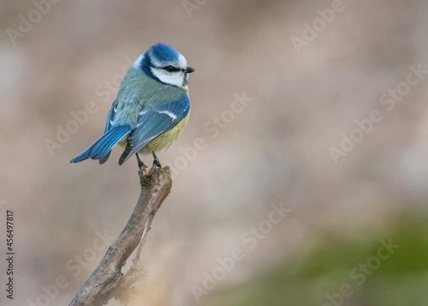 Fototapeta Eurasian Blue Tit Cyanistes caeruleus. Blue tit on the branch. Blue bird on a branch. 