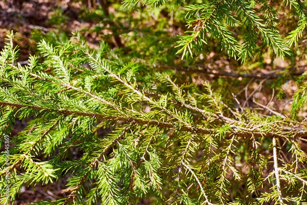 Fototapeta Spruce branches with green needles in the forest