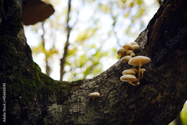 Fototapeta autumn forest , close-up small mushroom. frame shot with selective focus