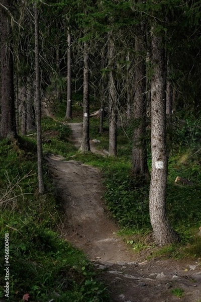 Fototapeta A forest path in summer on the island of Frösön in northern Sweden