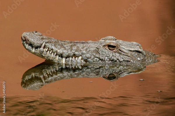 Fototapeta nile crocodile