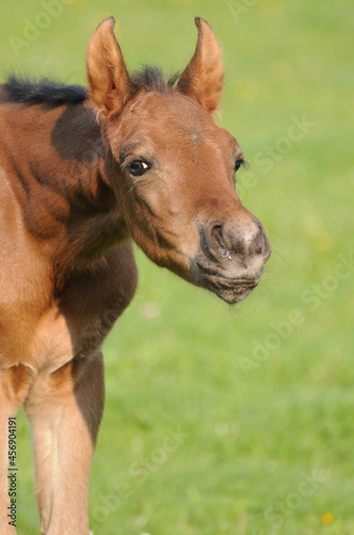 Fototapeta American Quarter Horse