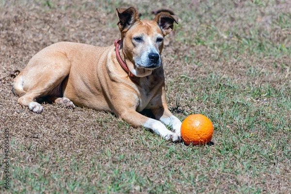 Fototapeta A beautiful senior female dog taking a morning sunbath with her orange ball. Respect for animals. Animal world. Pet lover. Dog lover.