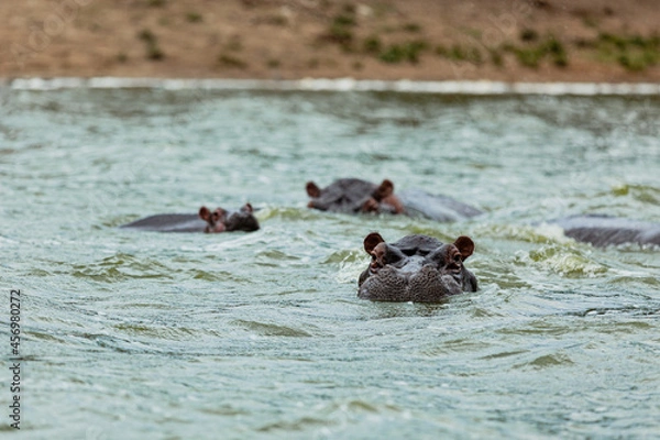 Fototapeta Hippos having a bath in Kazinga Channel, Queen Elizabeth National Park, Uganda