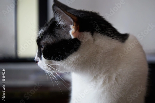 Fototapeta A domestic cat is sitting by the window